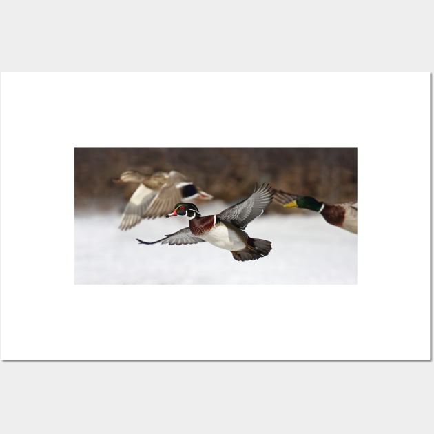 Flying the friendly skies - Wood Duck Wall Art by Jim Cumming